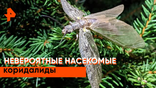 "Загадки человечества": коридалиды