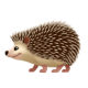 Хочу быть ёжиком