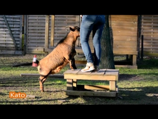 Бельгийка научила коз и курицу выполнять собачьи трюки