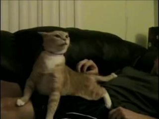 Е-е-е-е-е кот :)