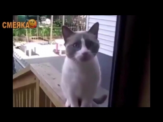 Приколы июнь 2016 №75